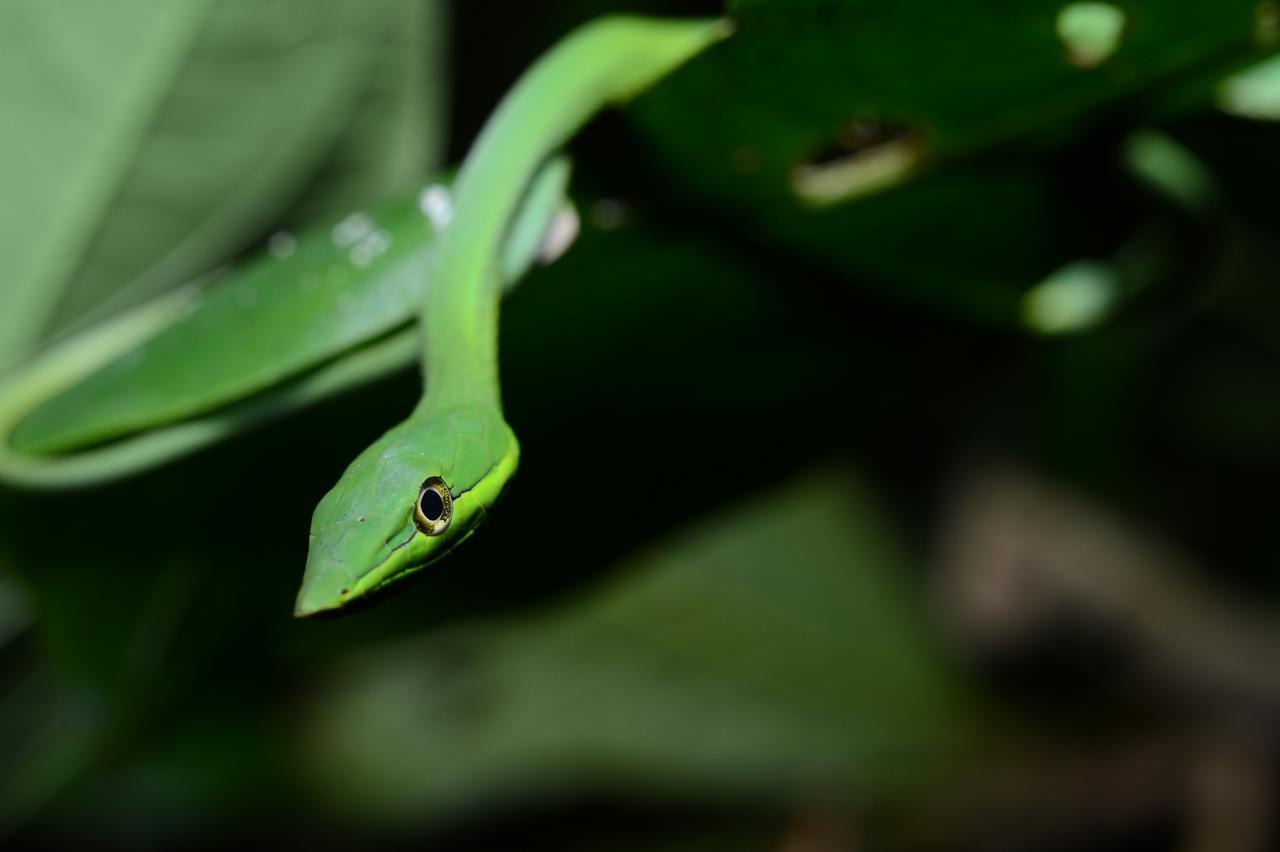 Hotel Vista Al Tortuguero Cariari  Luaran gambar